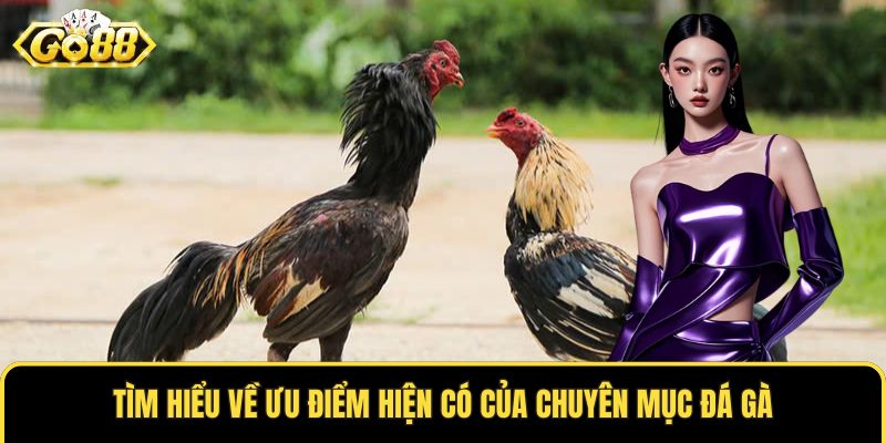 Tìm hiểu về ưu điểm hiện có của chuyên mục đá gà